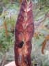 Anadenanthera colubrina