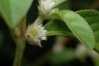Alternanthera ficoidea