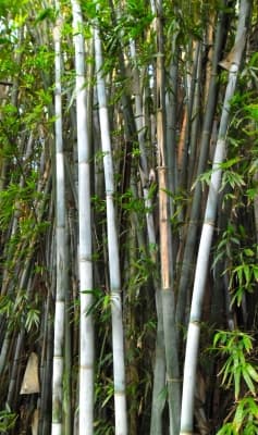 Bambusa chungii
