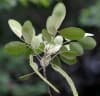 Senna atomaria