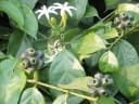 Morinda morindoides