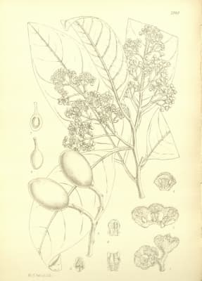 Beilschmiedia ugandensis