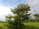 Byrsonima crassifolia