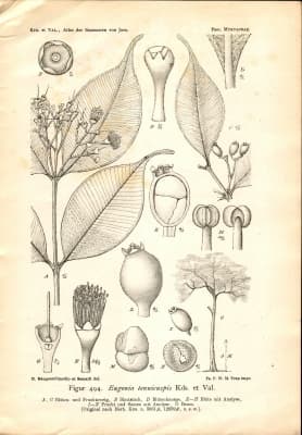 Syzygium rostratum
