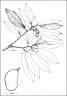 Hymenaea oblongifolia