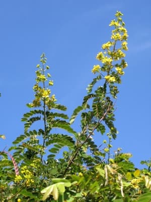 Senna singueana