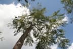 Colvillea racemosa