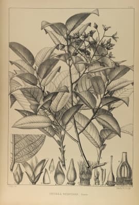 Shorea henryana