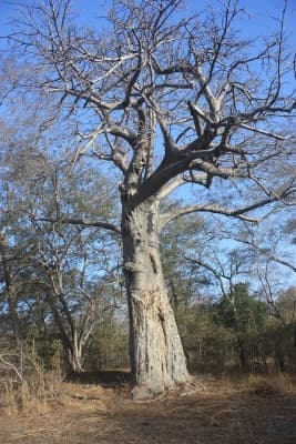 Adansonia digitata