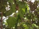 Ficus platyphylla