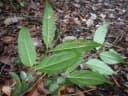 Gnetum africanum