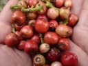 Syzygium nervosum