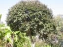 Parinari curatellifolia