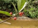 Ficus wassa