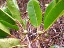 Prunus africana