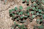 Euphorbia inaequilatera