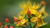 Hypericum monogynum