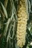 Phytelephas aequatorialis