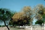 Tabebuia nodosa