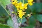 Haematoxylum brasiletto