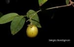 Dicella nucifera