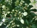 Calycophyllum candidissimum