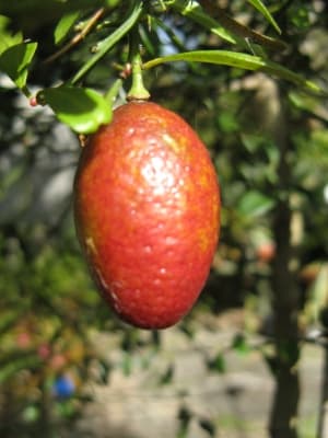 Citrus limonia