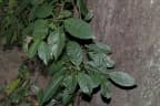 Elaeocarpus floribundus