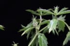 Eryngium foetidum
