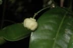 Acronychia acidula