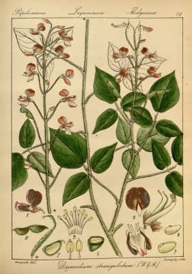 Hylodesmum repandum