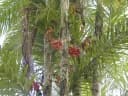Bactris gasipaes