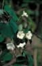 Ipomoea obscura
