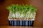 Lepidium sativum