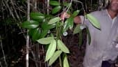 Annona sylvatica
