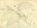 Smilax regelii