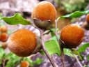 Diospyros haplostylis