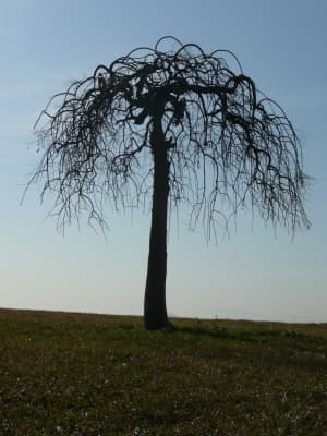 Broussonetia papyrifera