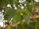Sterculia quadrifida