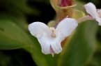 Curcuma caulina
