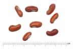Vigna unguiculata sesquipedalis