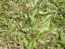 Axonopus compressus