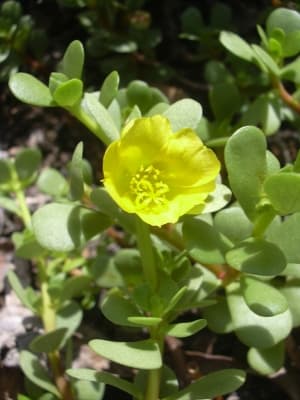 Portulaca lutea