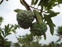 Annona coriacea