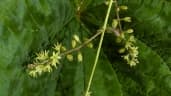 Dioscorea dodecaneura