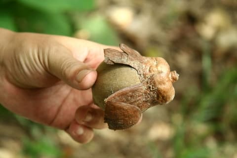 Shorea stenoptera