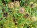 Hibiscus cannabinus
