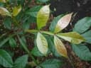 Quassia amara