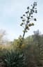 Agave atrovirens