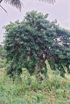 Morinda lucida